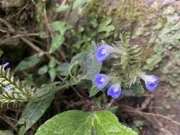 Imagem de Rungia taiwanensis Yamazaki