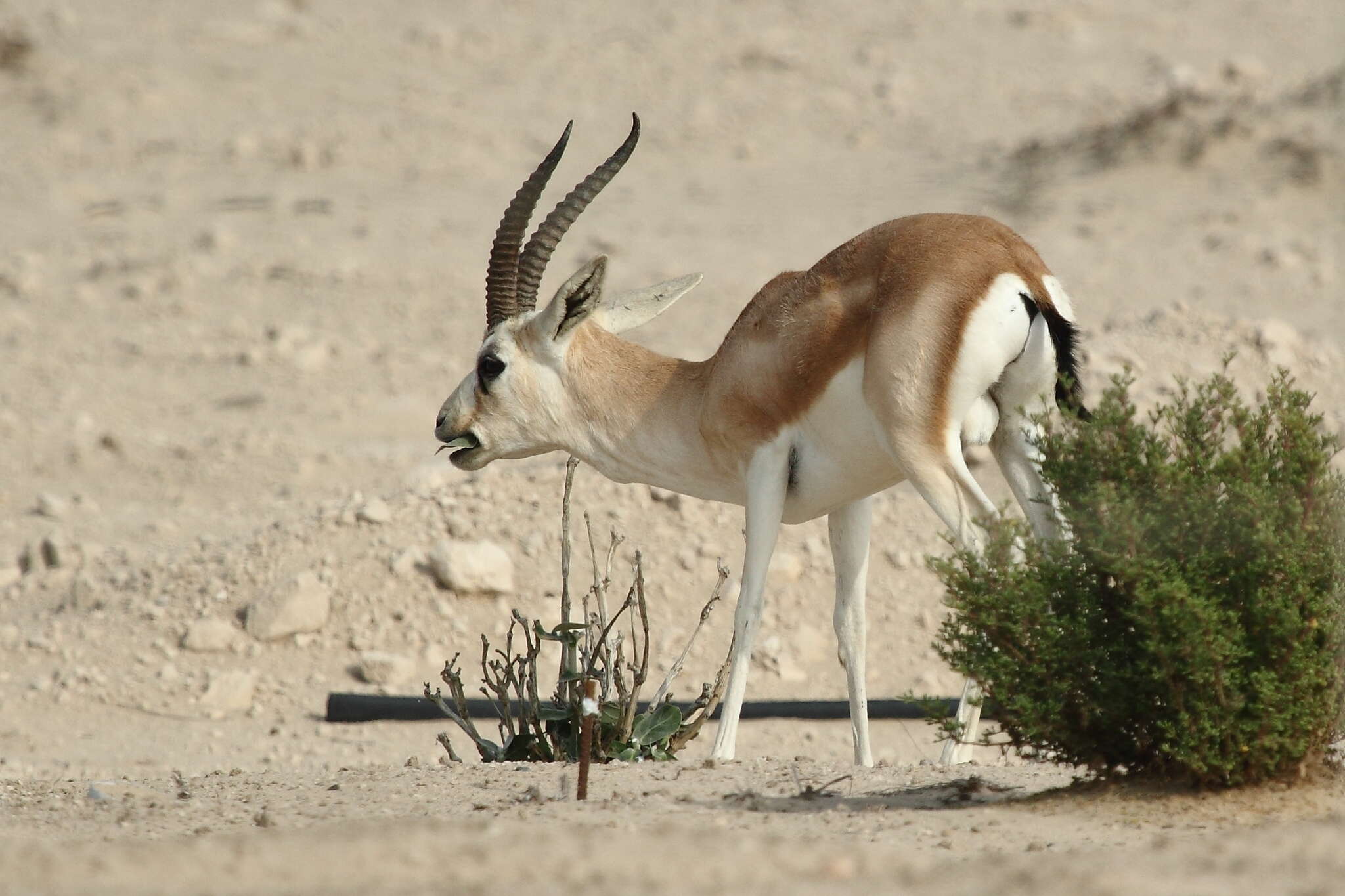 صورة غزال الرمل العربي - غزال الريم