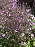 Image of Madiera cranesbill