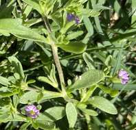 Image of seaside petunia