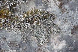 Image of Brownish monk's-hood lichen