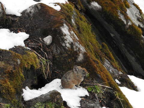 Image of Royle's Pika