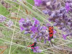 Image of Zygaena hilaris Ochsenheimer 1808