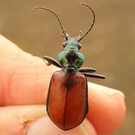 Imagem de Calosoma (Castrida) rufipenne Dejean 1831