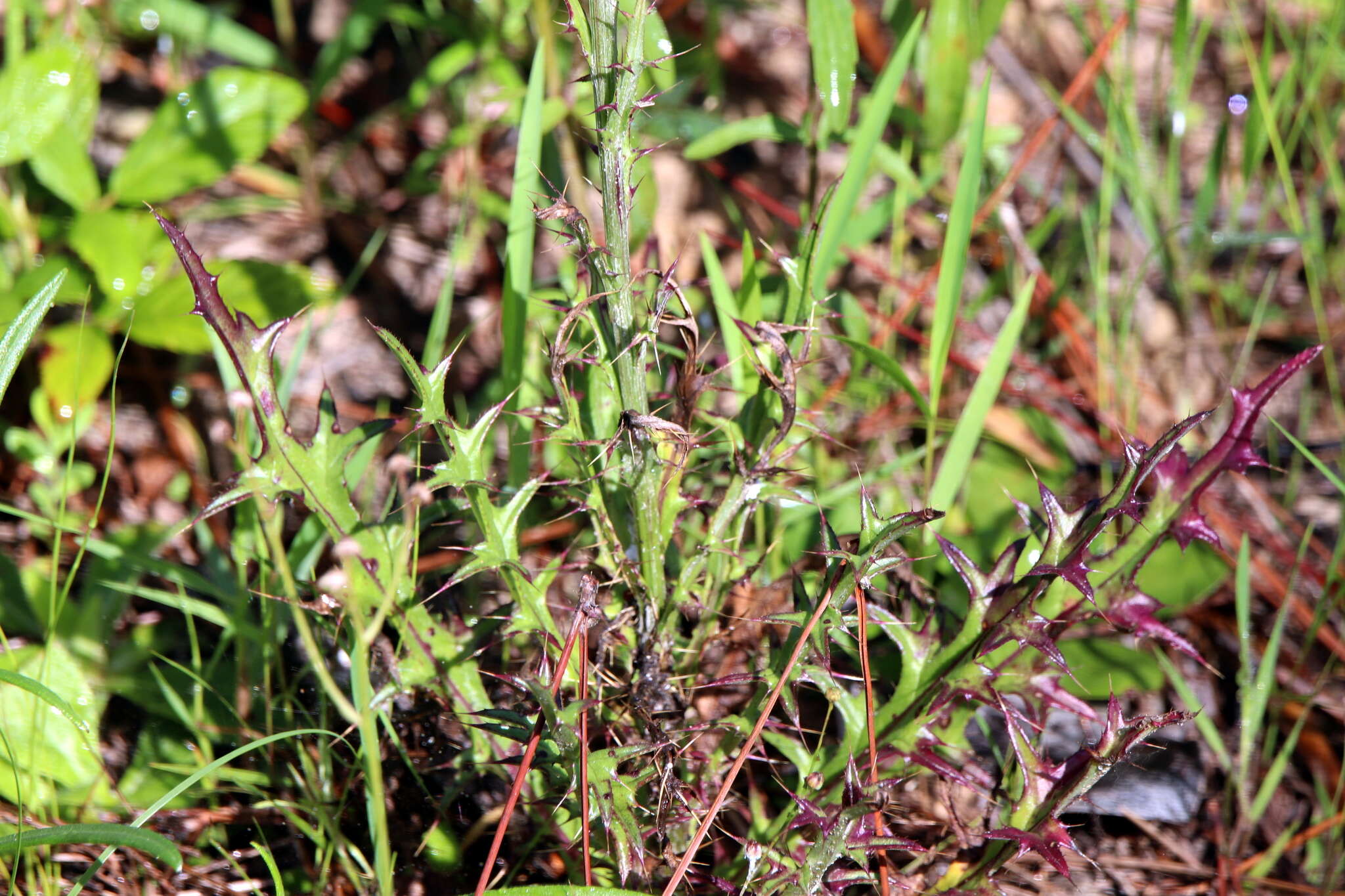 Imagem de Cirsium lecontei Torr. & A. Gray