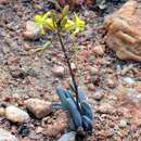 Image of Bulbine lamprophylla Will.