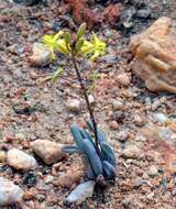 Imagem de Bulbine lamprophylla Will.