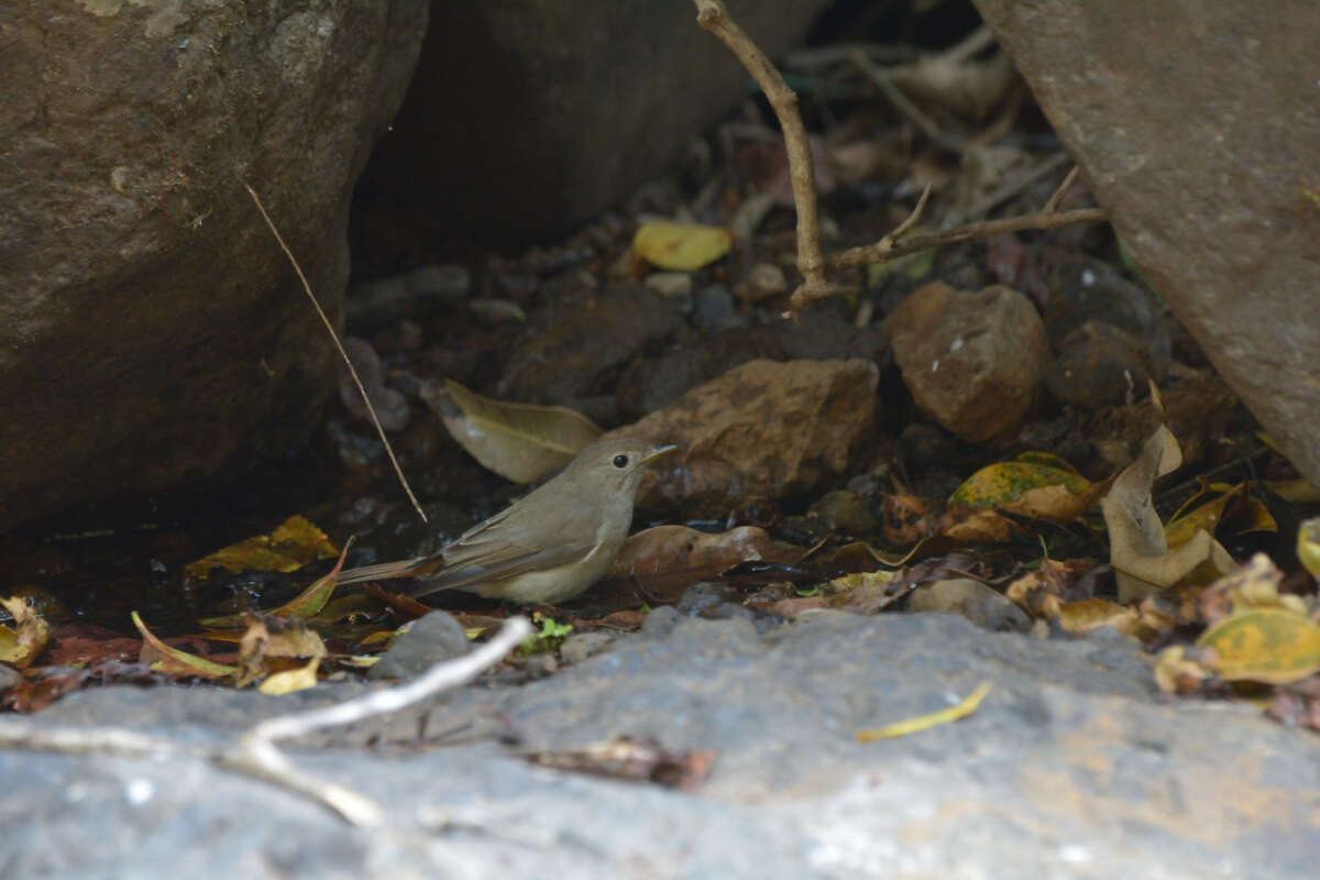 Image of Rusty-tailed Flycatcher