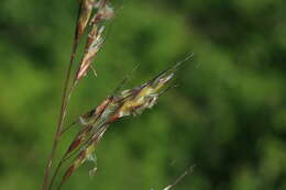 صورة Helictochloa dahurica (Kom.) Romero Zarco