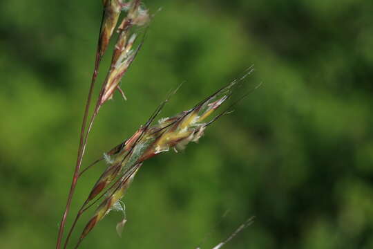 Image of Helictochloa dahurica (Kom.) Romero Zarco