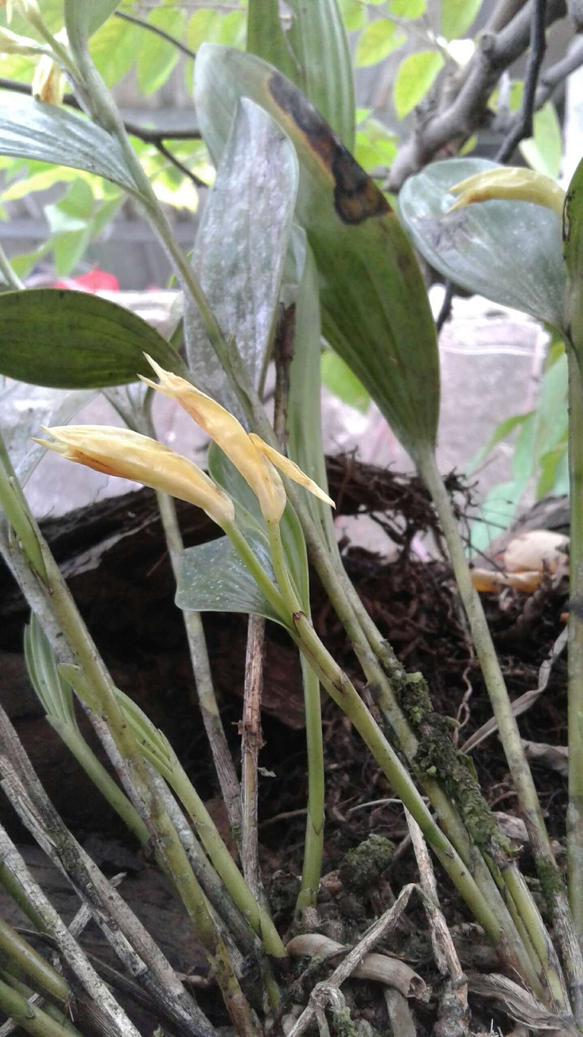 Image of Sobralia fragrans Lindl.