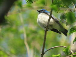 Image of Cyanoptila Blyth 1847