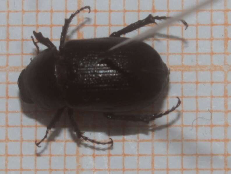 Image of Phyllophaga (Phytalus) bilobatata Saylor 1939