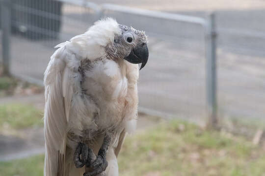 Beak and feather disease virus resmi