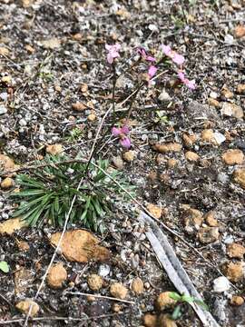 Stylidium caespitosum R. Br. resmi