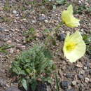 Image of Papaver radicatum var. pseudoradicatum (M. Kitagawa) M. Kitagawa