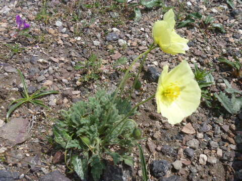 Imagem de Papaver radicatum var. pseudoradicatum (M. Kitagawa) M. Kitagawa