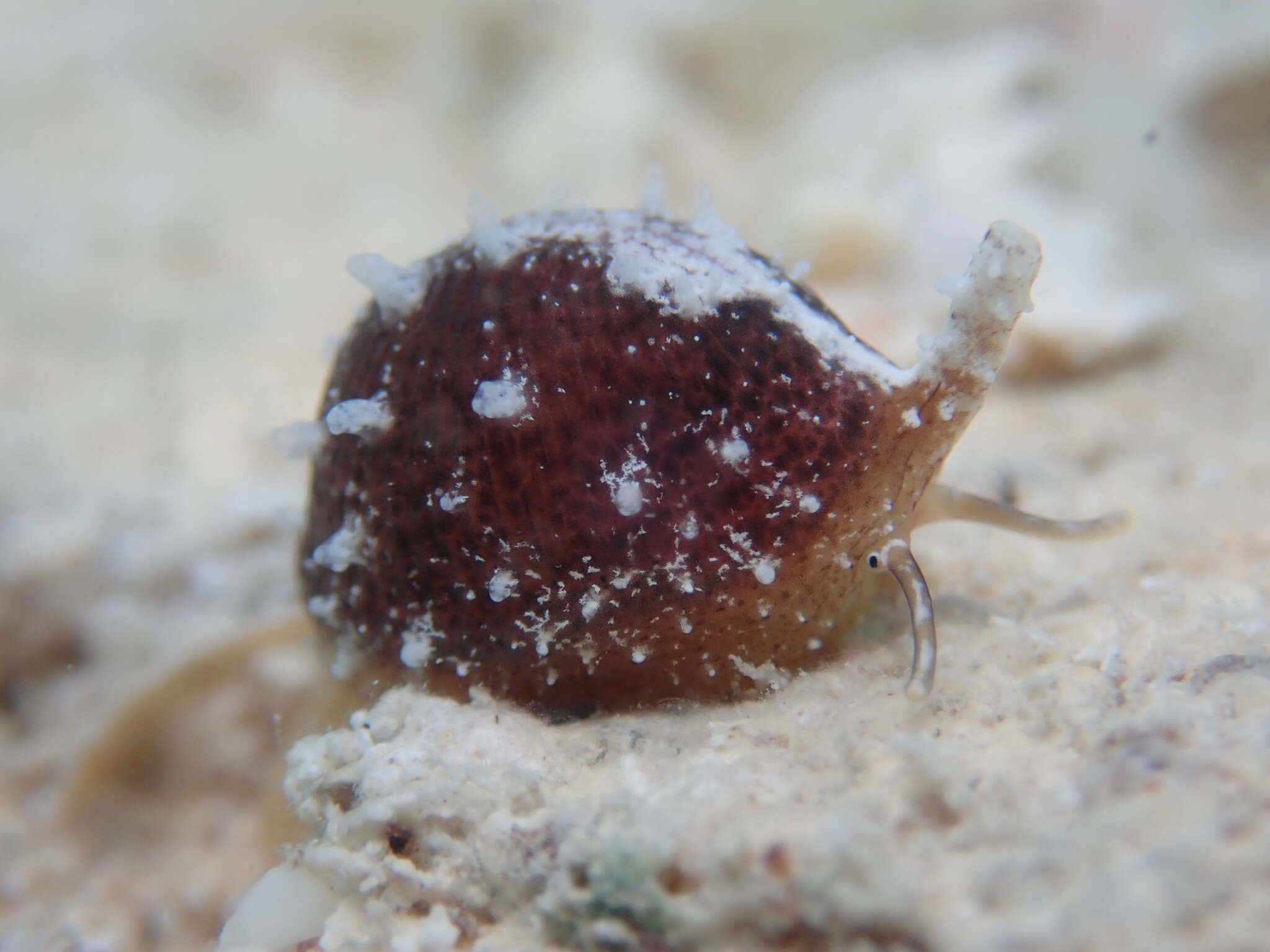 Image de Niveria quadripunctata (J. E. Gray 1827)