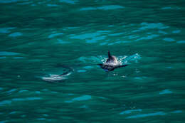 Image of South Island Hector's dolphin