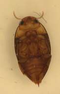 Image de Suphisellus puncticollis (Crotch 1873)