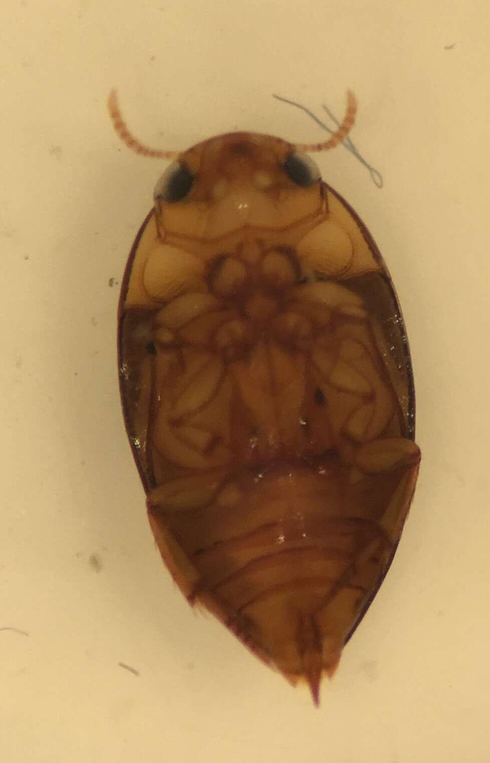 Image de Suphisellus puncticollis (Crotch 1873)