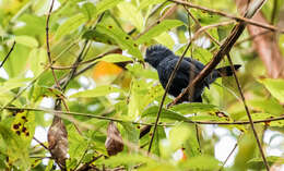 Imagem de Thamnophilus unicolor grandior Hellmayr 1924