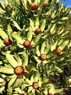 Image of Leucadendron pubibracteolatum I. J. M. Williams