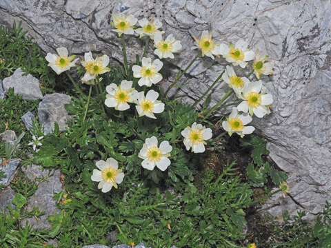 Image of alpine buttercup