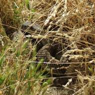 Image of Northern Pacific Rattlesnake