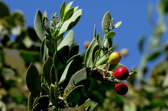 Image of Coastal tannin-bush