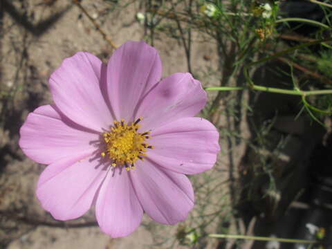 Image of garden cosmos