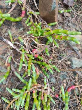 Image of Salicornia neei Lagasca