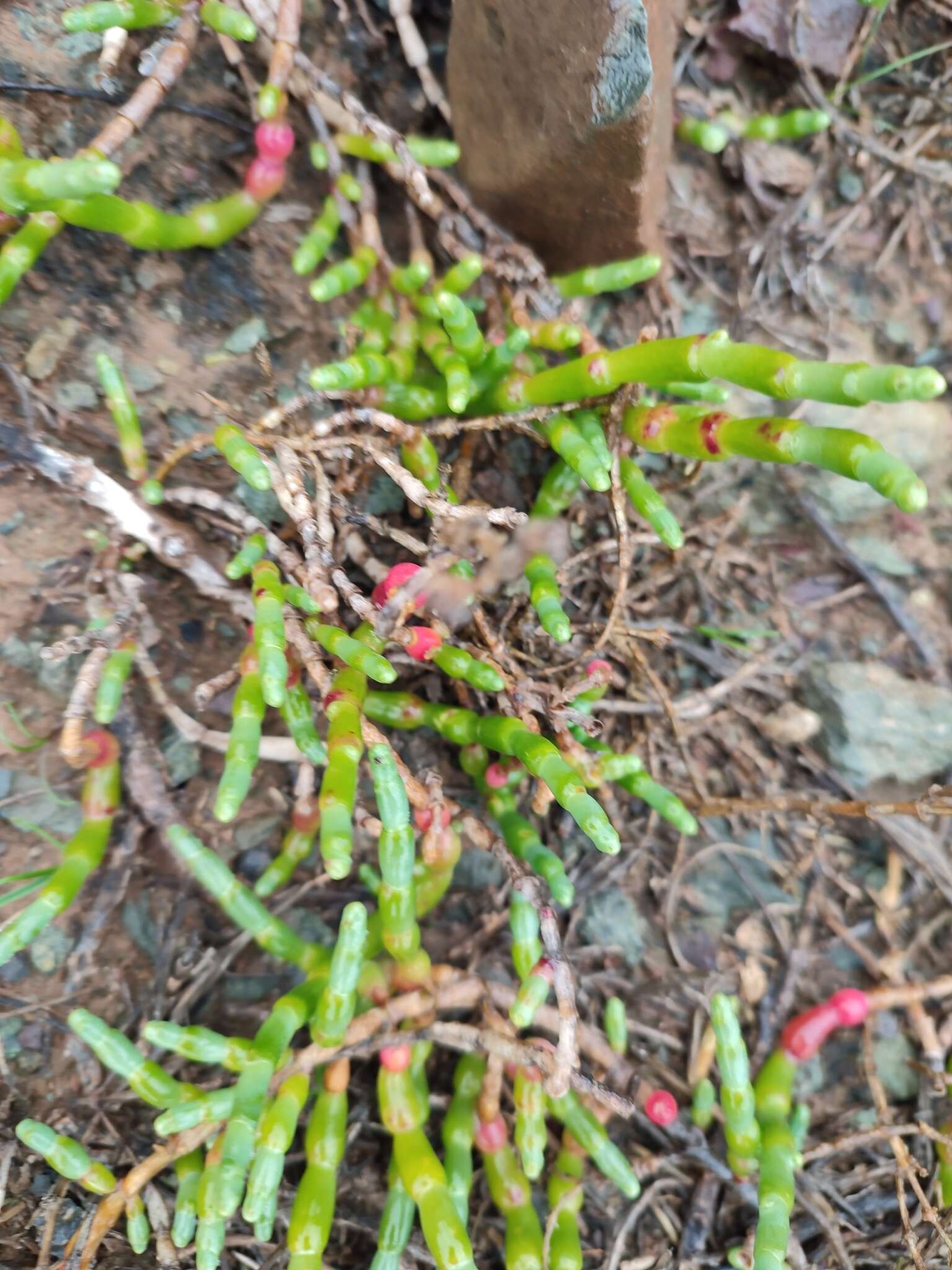 Image of Salicornia neei Lagasca