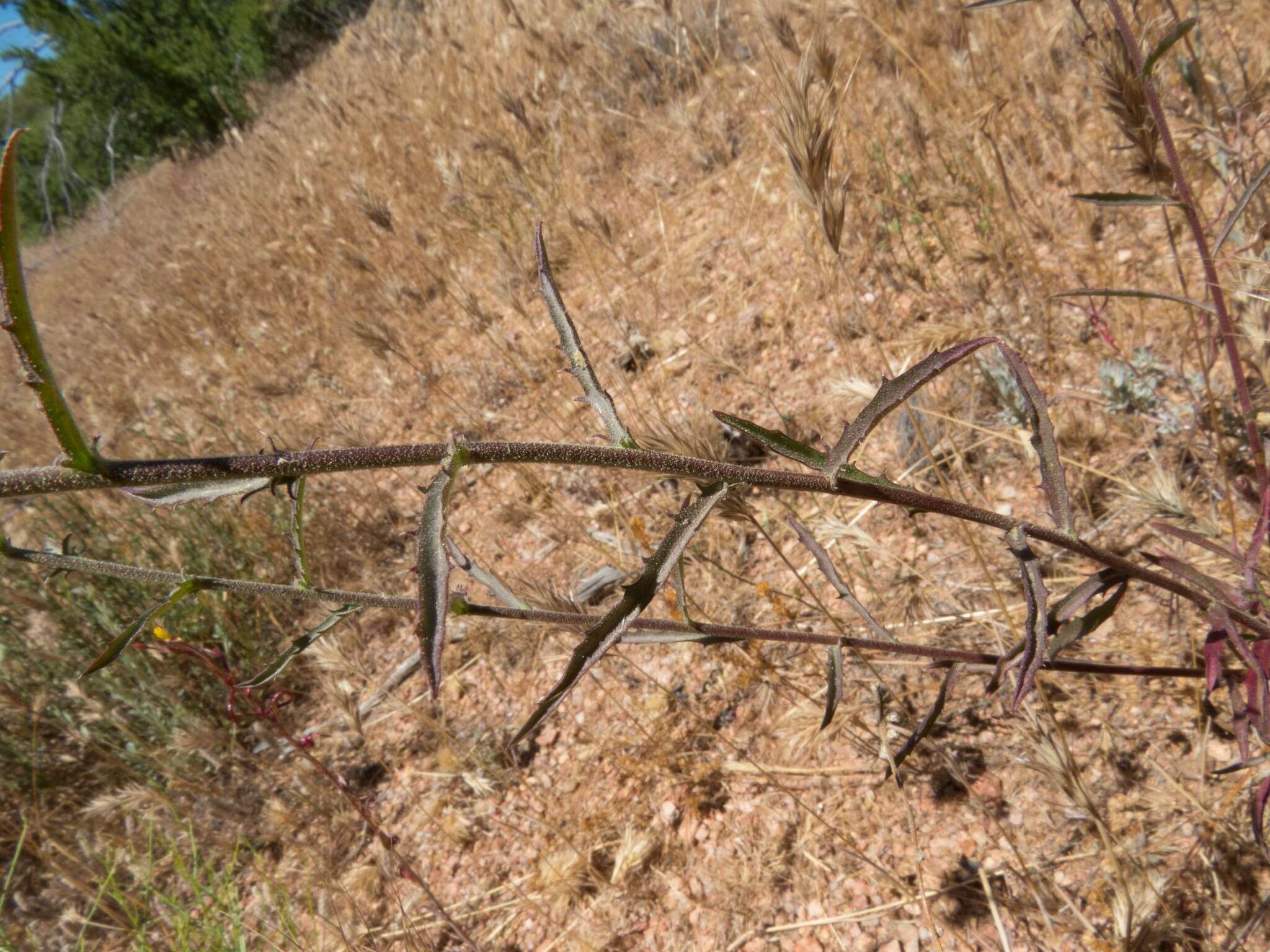 Image of fall tansyaster