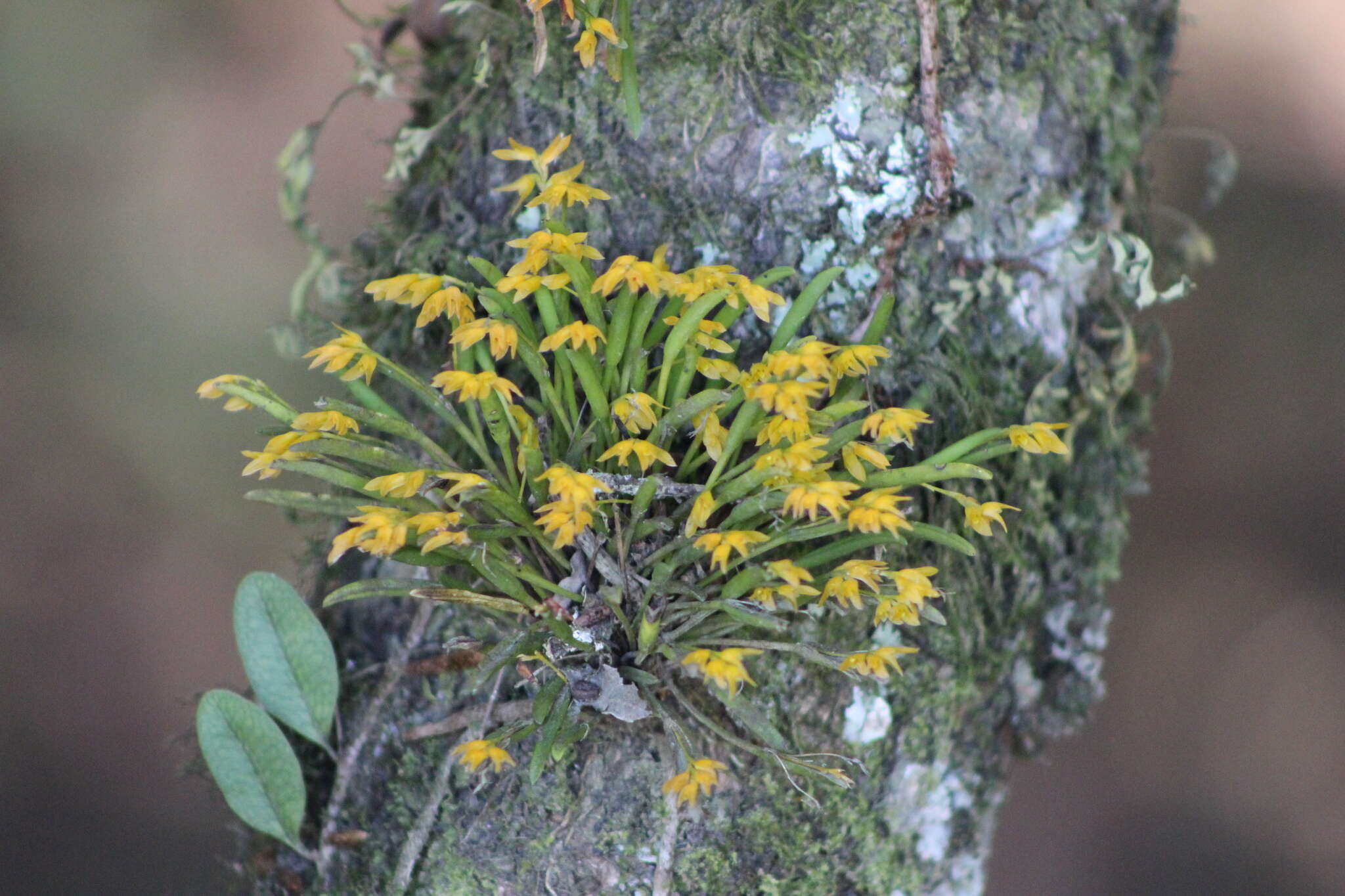 Image of Acianthera sonderiana (Rchb. fil.) Pridgeon & M. W. Chase