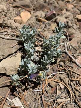 Image of Thompson's beardtongue