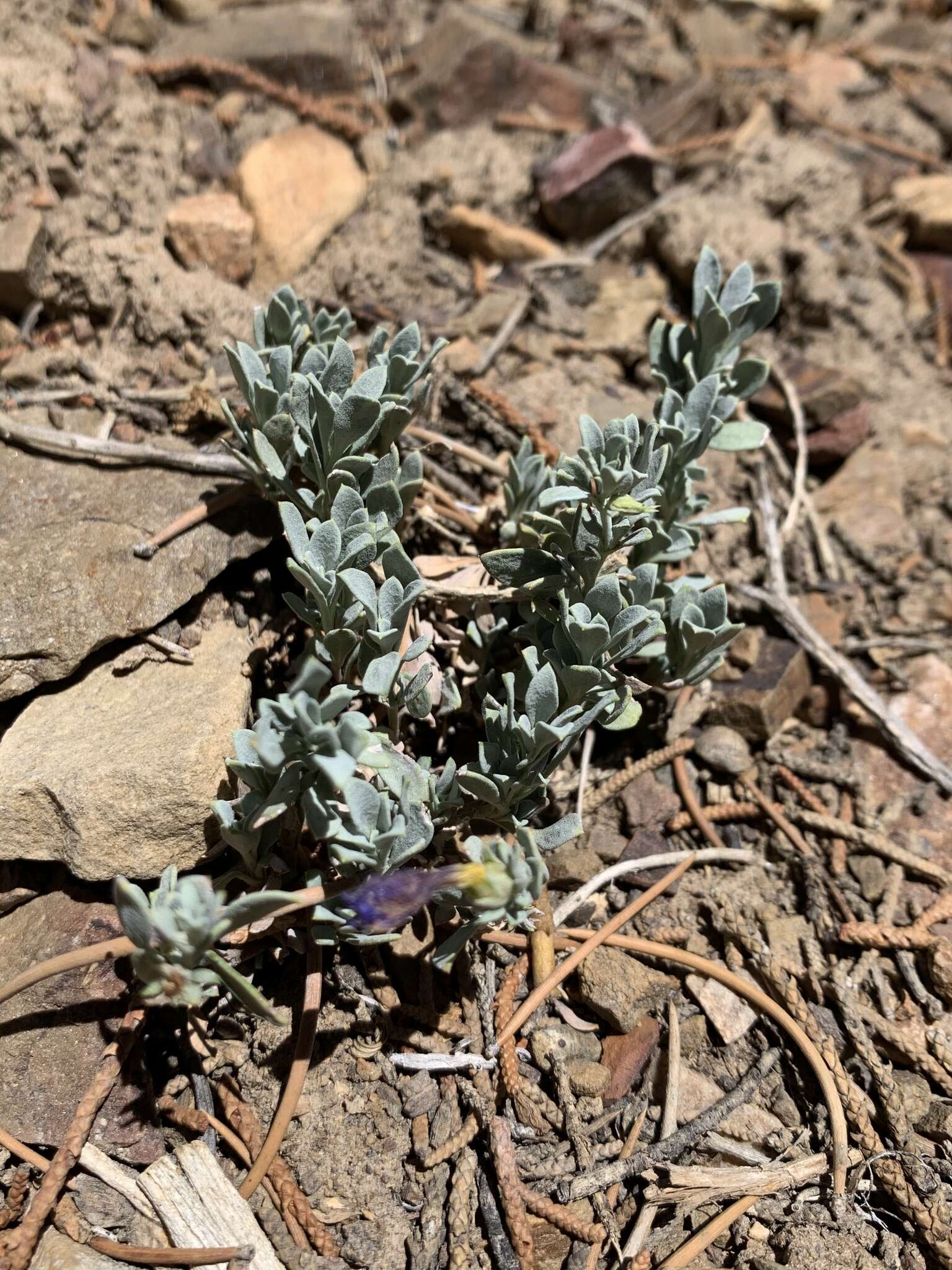 Image of Thompson's beardtongue