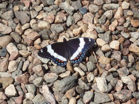 Image of Limenitis arthemis rubrofasciata Barnes & McDunnough 1916