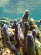 Image of corky sea finger