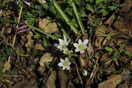 Image of Ornithogalum woronowii Krasch.