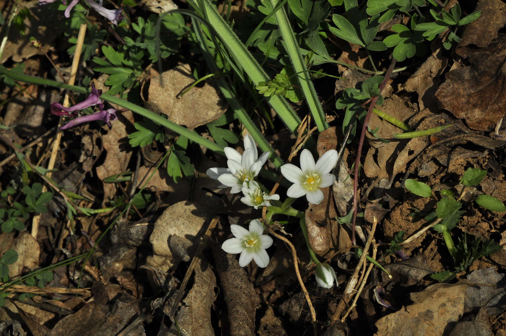 Image of Ornithogalum woronowii Krasch.