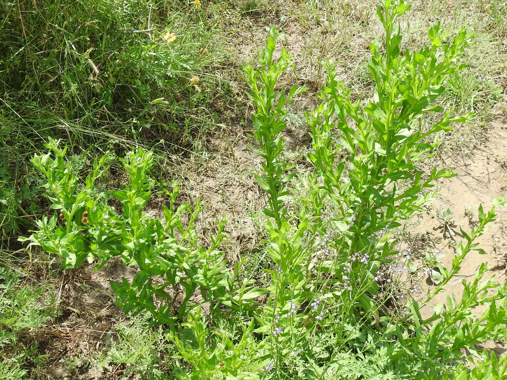 Image of smallhead sneezeweed