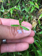 Image of Lobelia anceps L. fil.