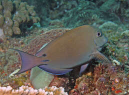 Image of Blackspot Surgeonfish