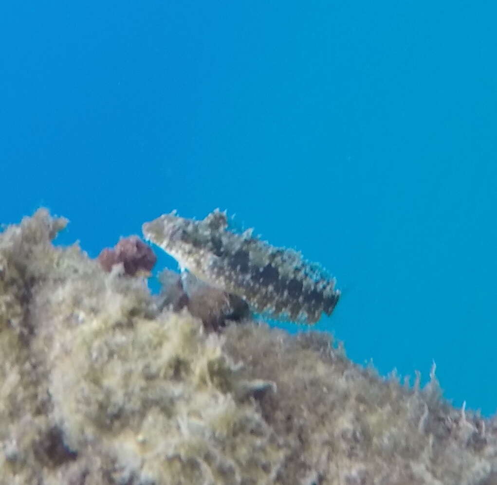 Image of Variable Blenny