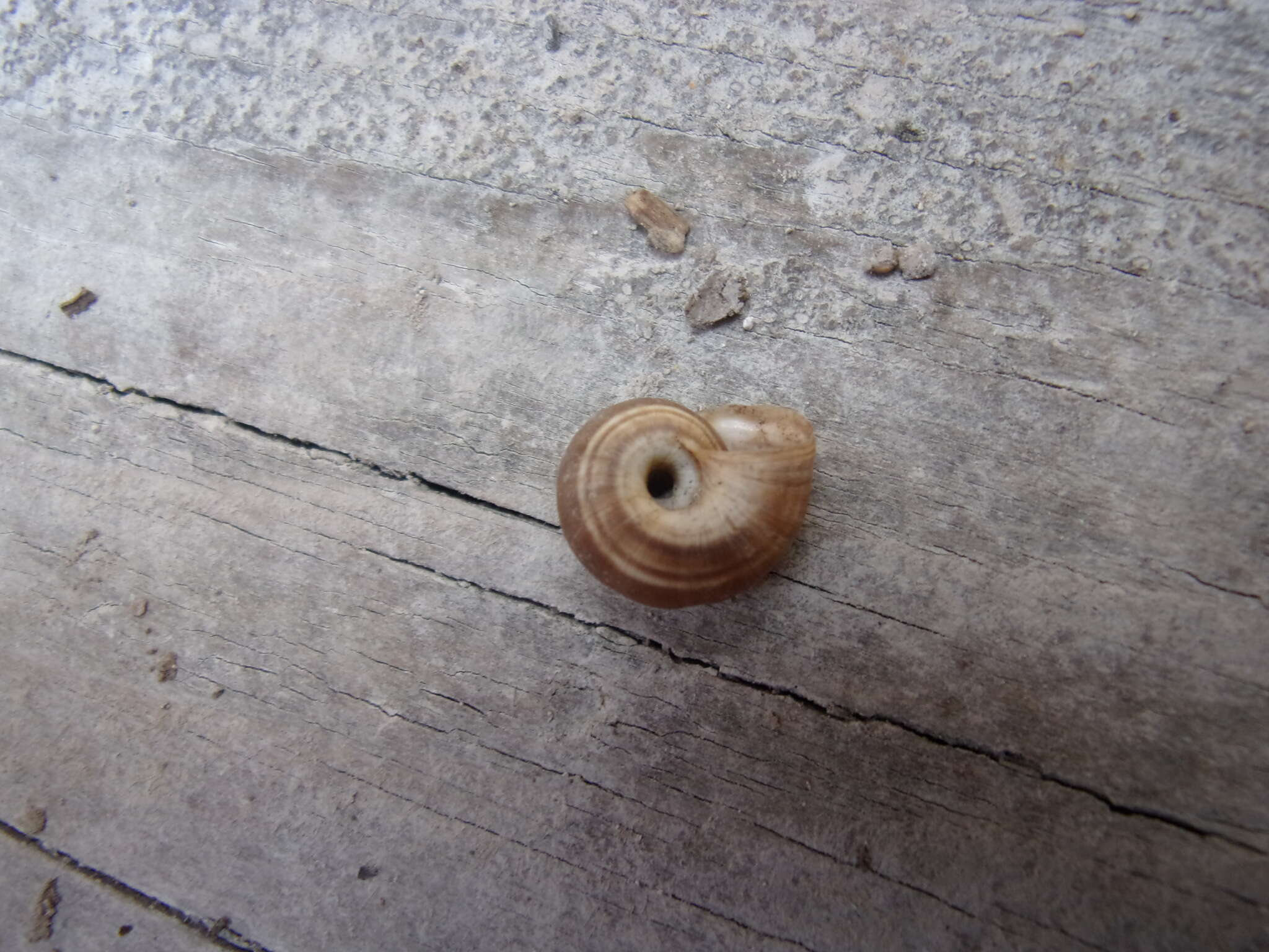 Image of dune snail