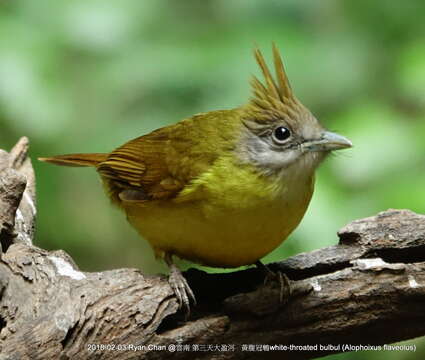 Imagem de Alophoixus flaveolus burmanicus (Oates 1889)