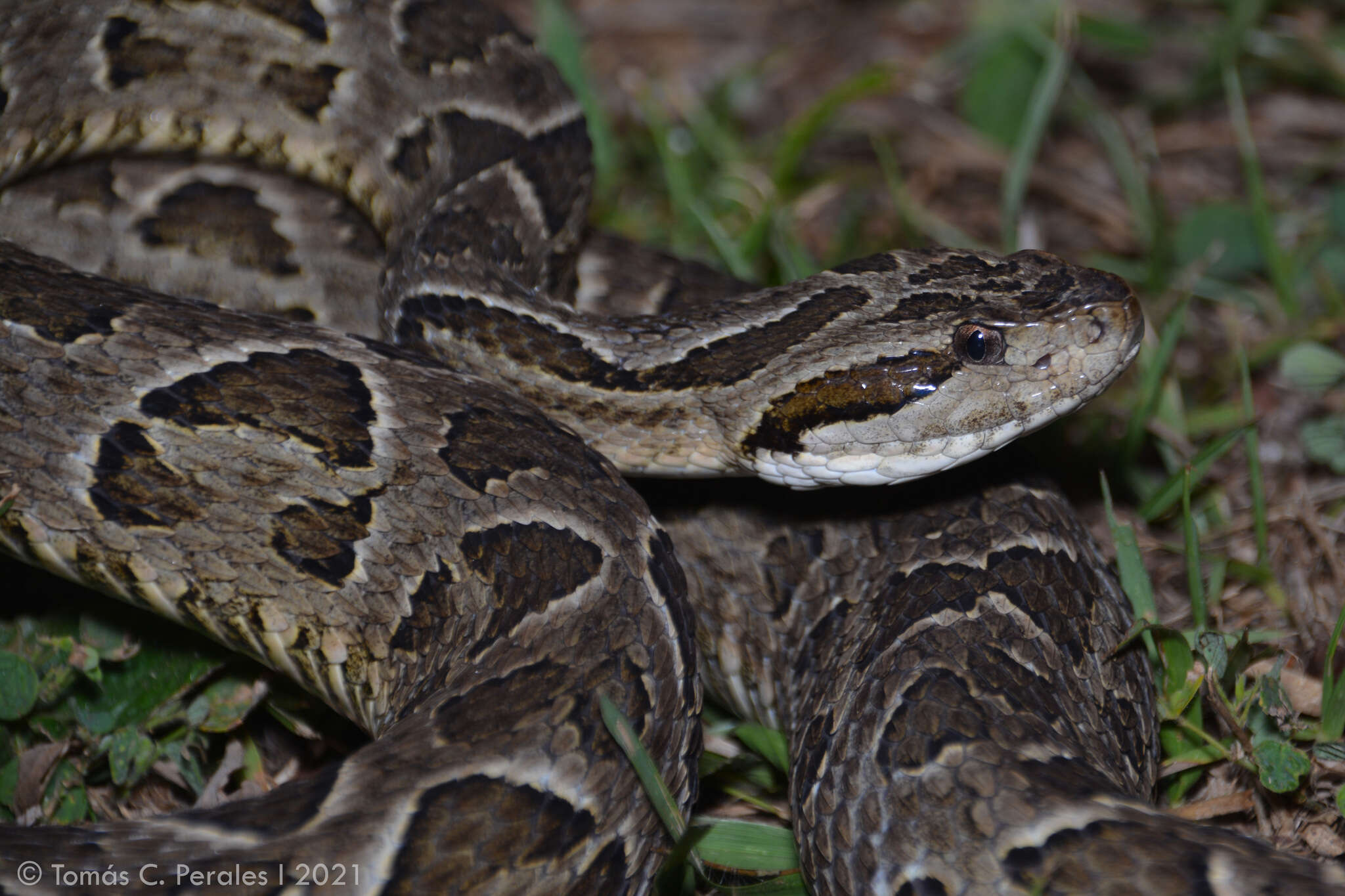 Imagem de Bothrops neuwiedi Wagler 1824