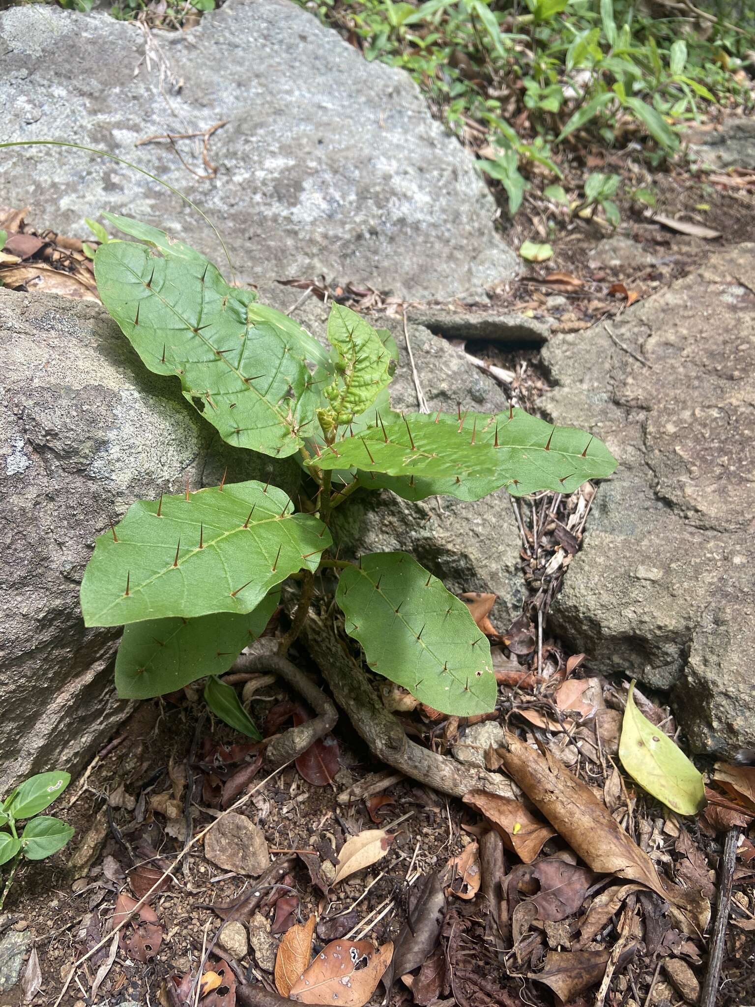 صورة Solanum polygamum Vahl