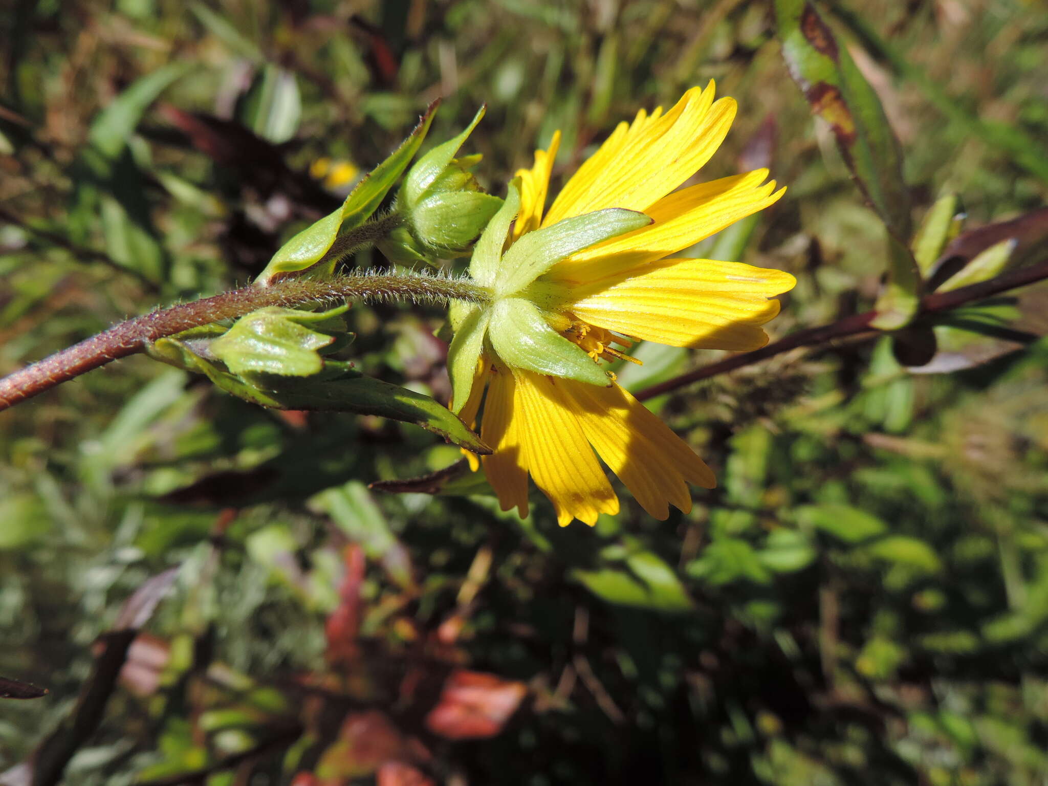 Imagem de Guizotia scabra (Vis.) Chiov.